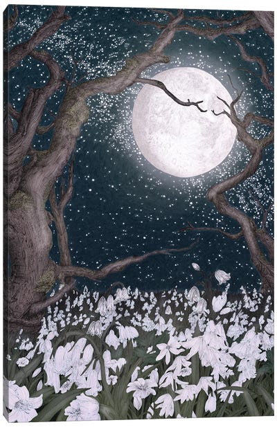 Snowdrops In The Moonlight Canvas Art Print - Ella Mazur