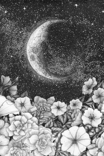 Black & White Drawings & Illustrations: Moonlight In The Garden by Ella Mazur