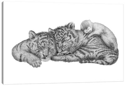 Tiger Naps Canvas Art Print - Ella Mazur