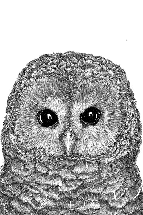 Tiny Owl