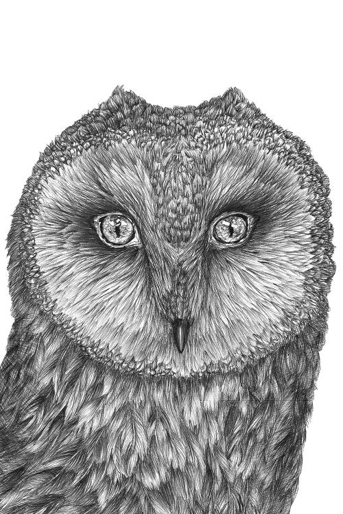 Little Barn Owl by Ella Mazur wall art