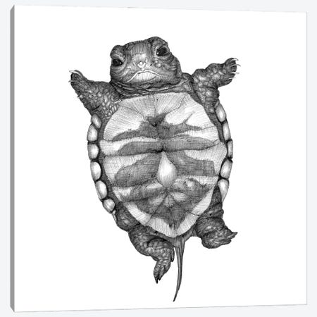 Little Turtle Canvas Print #EMZ78} by Ella Mazur Canvas Print