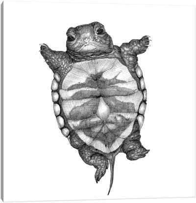Little Turtle Canvas Art Print - Ella Mazur