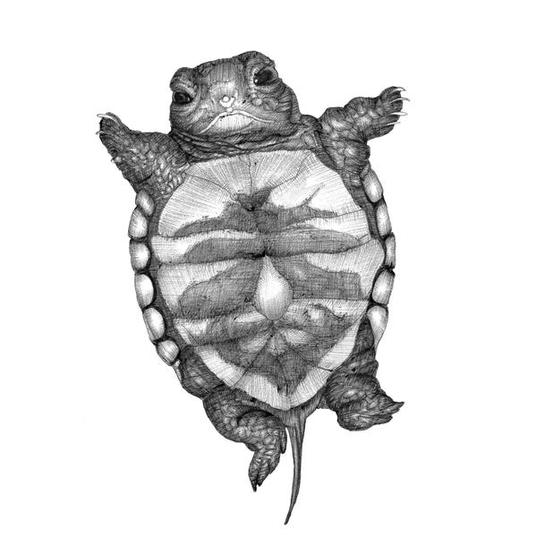 Turtles: Little Turtle by Ella Mazur