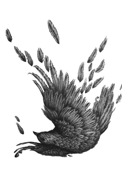 Raven Unravelled by Ella Mazur framed wall art