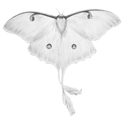 Luna Moth by Ella Mazur framed wall art