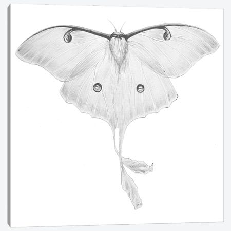 Luna Moth Canvas Print #EMZ88} by Ella Mazur Canvas Art