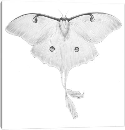 Luna Moth Canvas Art Print - Ella Mazur