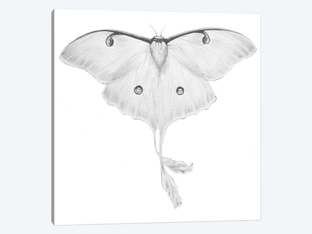 Luna Moth by Ella Mazur 1-piece Canvas Artwork