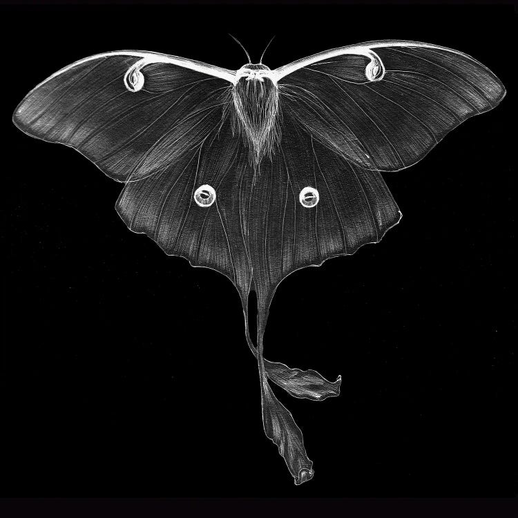 Luminescence by Ella Mazur wall art
