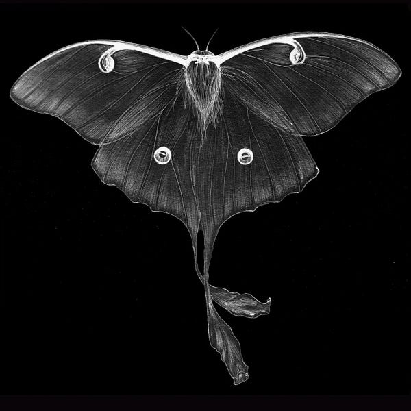 Moths: Luminescence by Ella Mazur