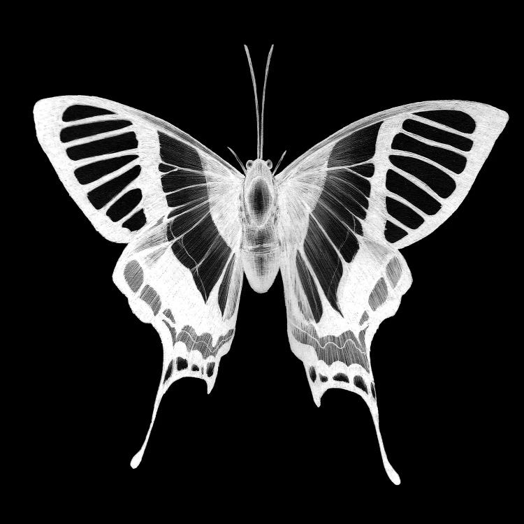 Butterfly's Ghost by Ella Mazur wall art