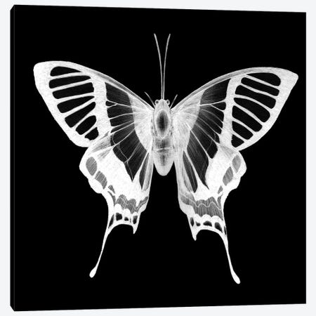 Butterfly's Ghost Canvas Print #EMZ90} by Ella Mazur Canvas Print