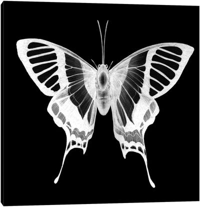 Butterfly's Ghost Canvas Art Print - Ella Mazur