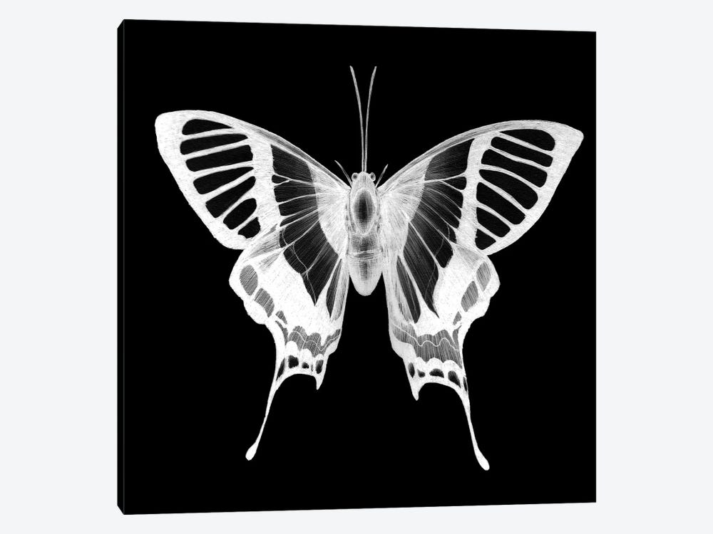 Butterfly's Ghost by Ella Mazur 1-piece Canvas Art Print
