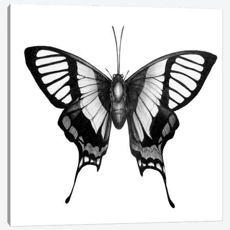 Butterfly Wings Canvas Print #EMZ91} by Ella Mazur Canvas Print