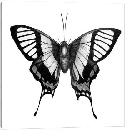 Butterfly Wings Canvas Art Print - Ella Mazur