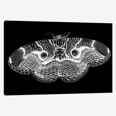 Brahmin Moth Inverted Canvas Print #EMZ93} by Ella Mazur Art Print