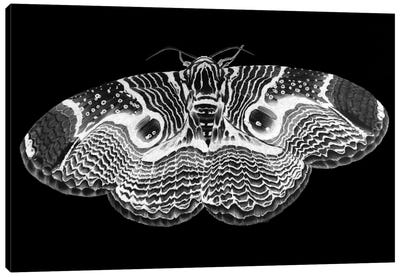 Brahmin Moth Inverted Canvas Art Print - Ella Mazur