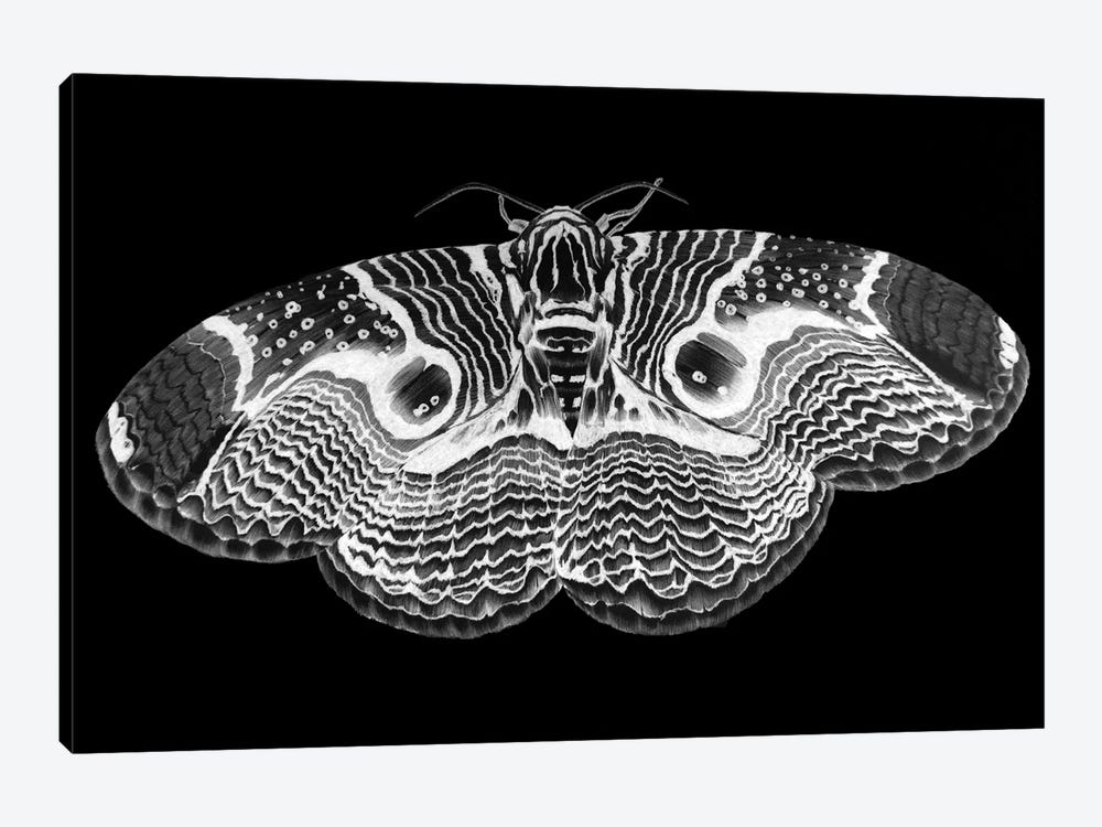 Brahmin Moth Inverted by Ella Mazur 1-piece Canvas Artwork