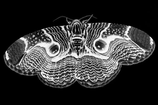 Moths: Brahmin Moth Inverted by Ella Mazur