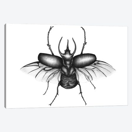 Beetle Wings Canvas Print #EMZ94} by Ella Mazur Canvas Artwork