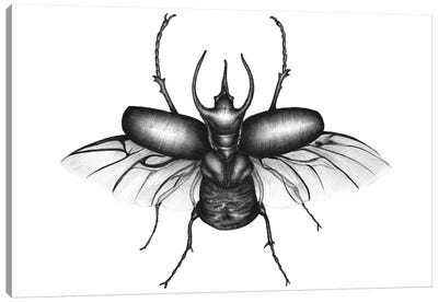 Beetle Wings Canvas Art Print - Beetle Art