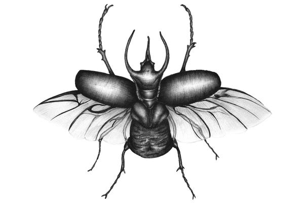 Beetles