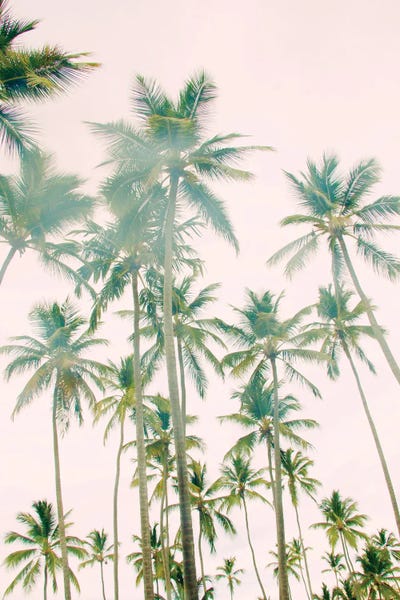 Palm Island by Emily Navas gallery poster