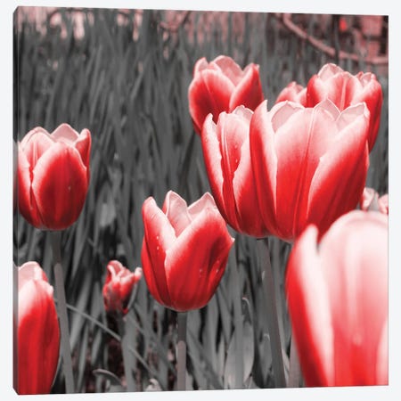 Red Tulips I Canvas Print #ENA105} by Emily Navas Canvas Artwork