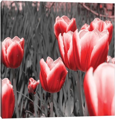 Red Tulips I Canvas Art Print