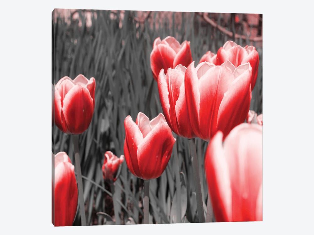 Red Tulips I by Emily Navas 1-piece Canvas Wall Art