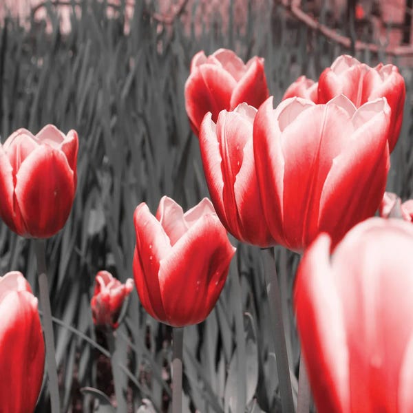 Emily Navas: Red Tulips I by Emily Navas