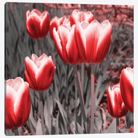 Red Tulips II Canvas Print #ENA106} by Emily Navas Canvas Art
