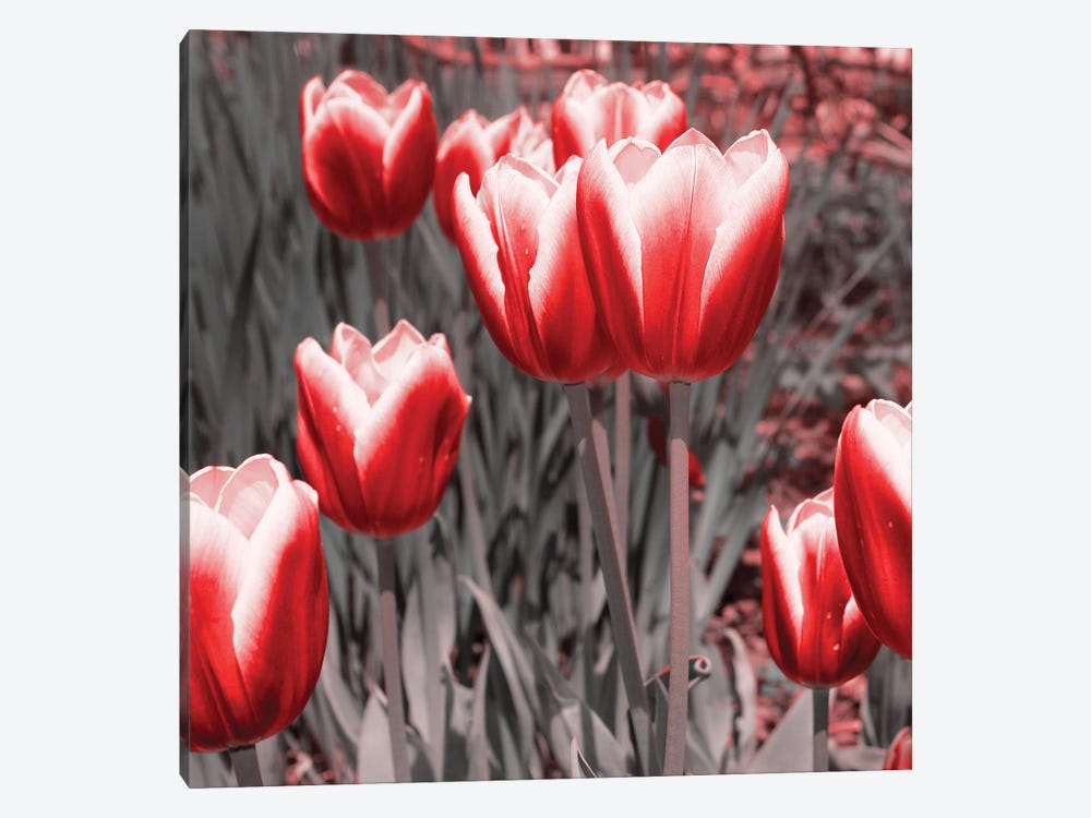 Red Tulips II by Emily Navas 1-piece Art Print
