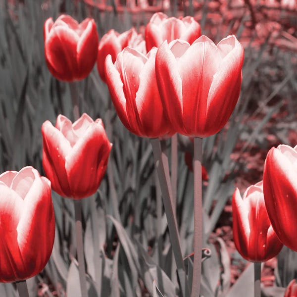 Emily Navas: Red Tulips II by Emily Navas