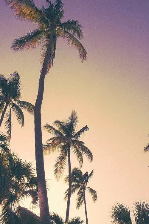 Evening Palms