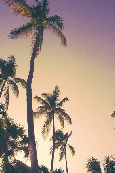Emily Navas: Evening Palms by Emily Navas