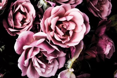 Baroque Roses by Emily Navas gallery poster