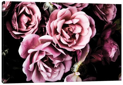 Baroque Roses Canvas Art Print - Pink Art