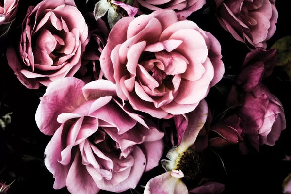 Black & Pink: Baroque Roses by Emily Navas
