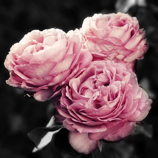Emily Navas: Pink Florals in Noir by Emily Navas