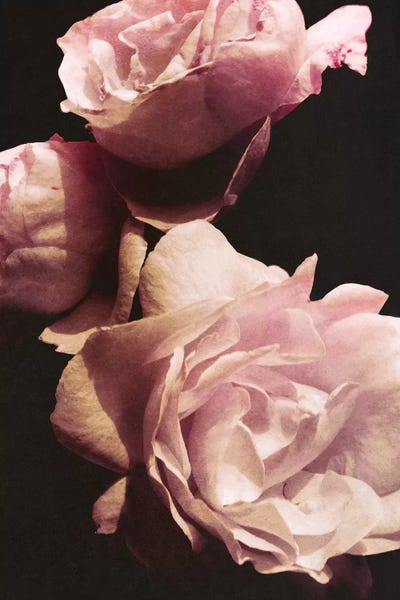 Emily Navas: Solitary Bouquet II by Emily Navas