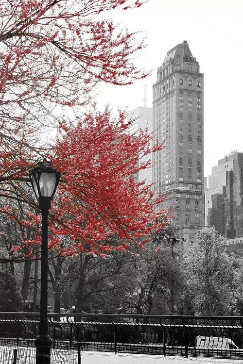 Central Park with Red Tree