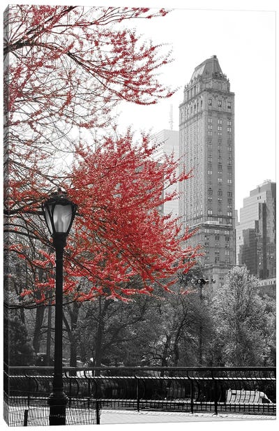 Central Park with Red Tree Canvas Art Print - Black, White & Red Art