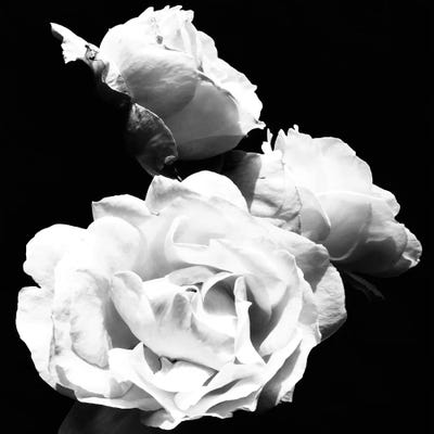 Dramatic Love Blooms  I by Emily Navas gallery poster