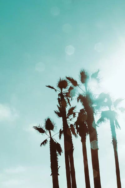 Emily Navas: Palms In The Sun by Emily Navas