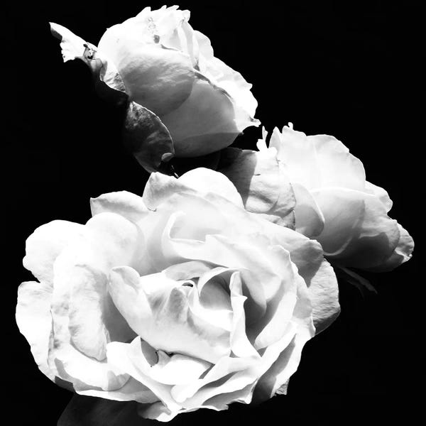 Emily Navas: Dramatic Love Blooms  I by Emily Navas