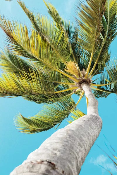 Emily Navas: Tropical Winds by Emily Navas