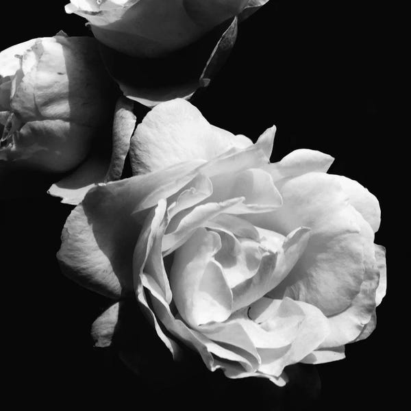 Emily Navas: Dramatic Love Blooms II by Emily Navas